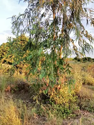 Half an Acre With Adjudication Number 50 Meters From Tarmac Road