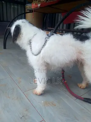 6-12 months Male Purebred Havanese