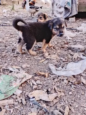 1-3 months Male Mixed Breed German Shepherd