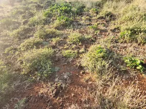 Three Acres of Land With WATER for Lease at Kajiado
