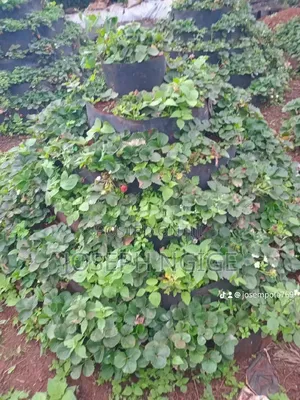 Storey Garden