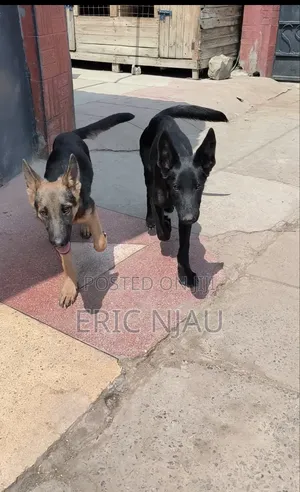 1-3 months Male Purebred German Shepherd