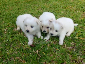 6-12 months Female Purebred Japanese Spitz