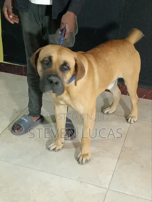 6-12 months Male Purebred Boerboel