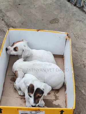 1-3 months Male Purebred Jack Russell Terrier