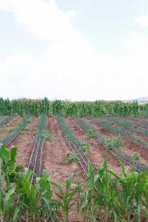 50 by 100 Plots for Sale in Matuu.