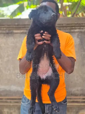1-3 months Male Purebred German Shepherd