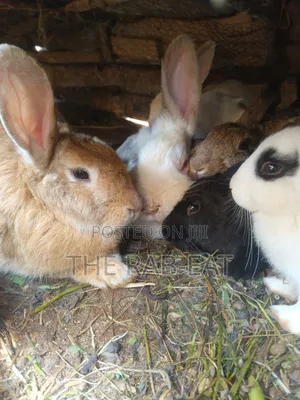 Purebreed Rabbits
