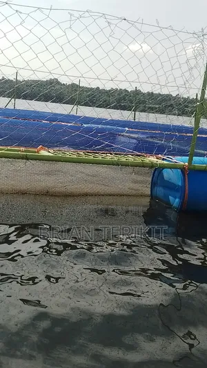 Fish Cage for Sale