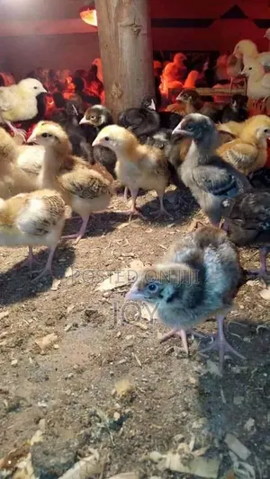 3 Weeks Old Chicks Kienyeji