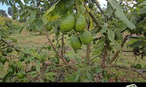 Hass Avocados