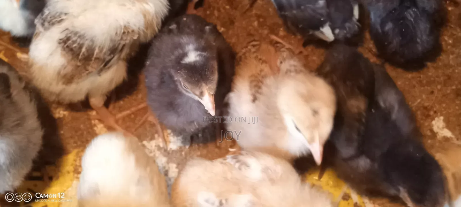3 Weeks Old Chicks Kienyeji