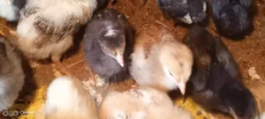 3 Weeks Old Chicks Kienyeji