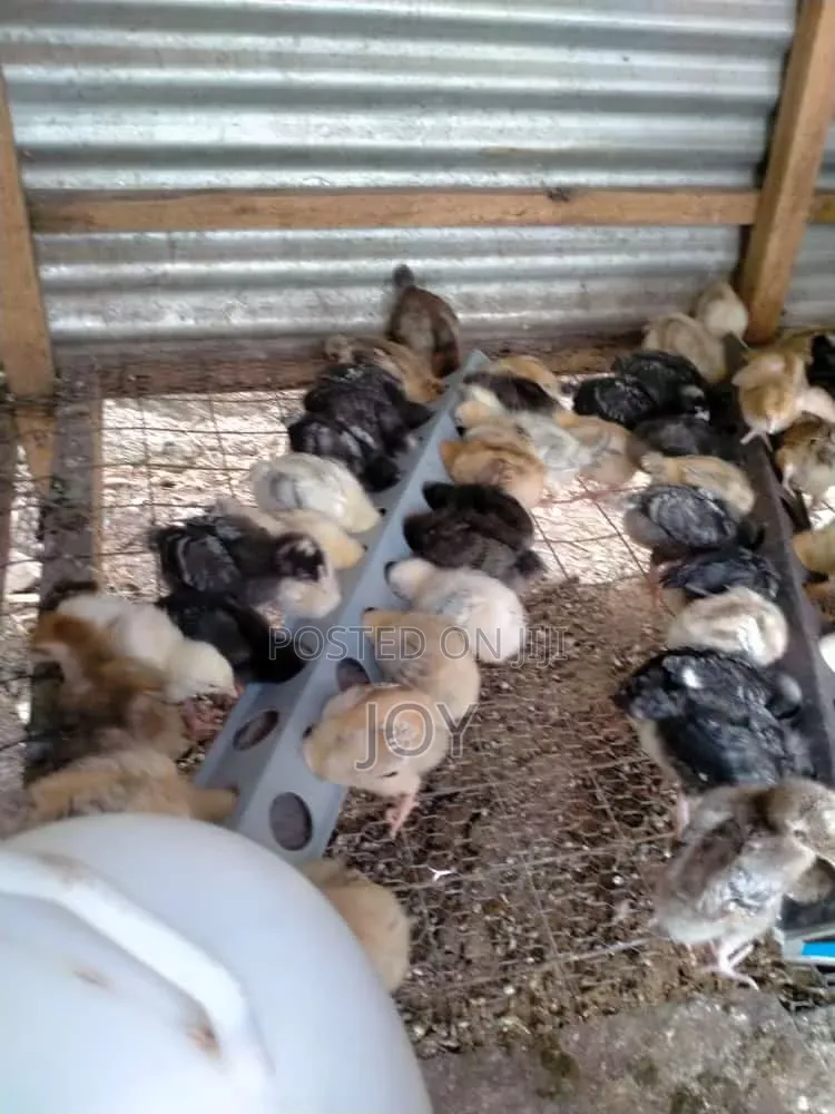 3 Weeks Old Chicks Kienyeji