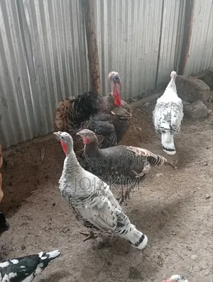 Laying Turkeys