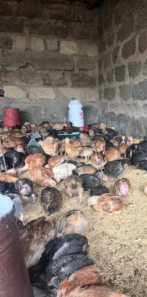 1 Month Improved Kienyeji Chicken