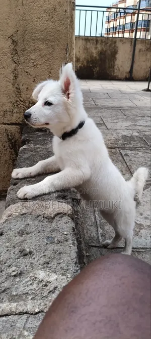 3-6 months Male Purebred Japanese Spitz