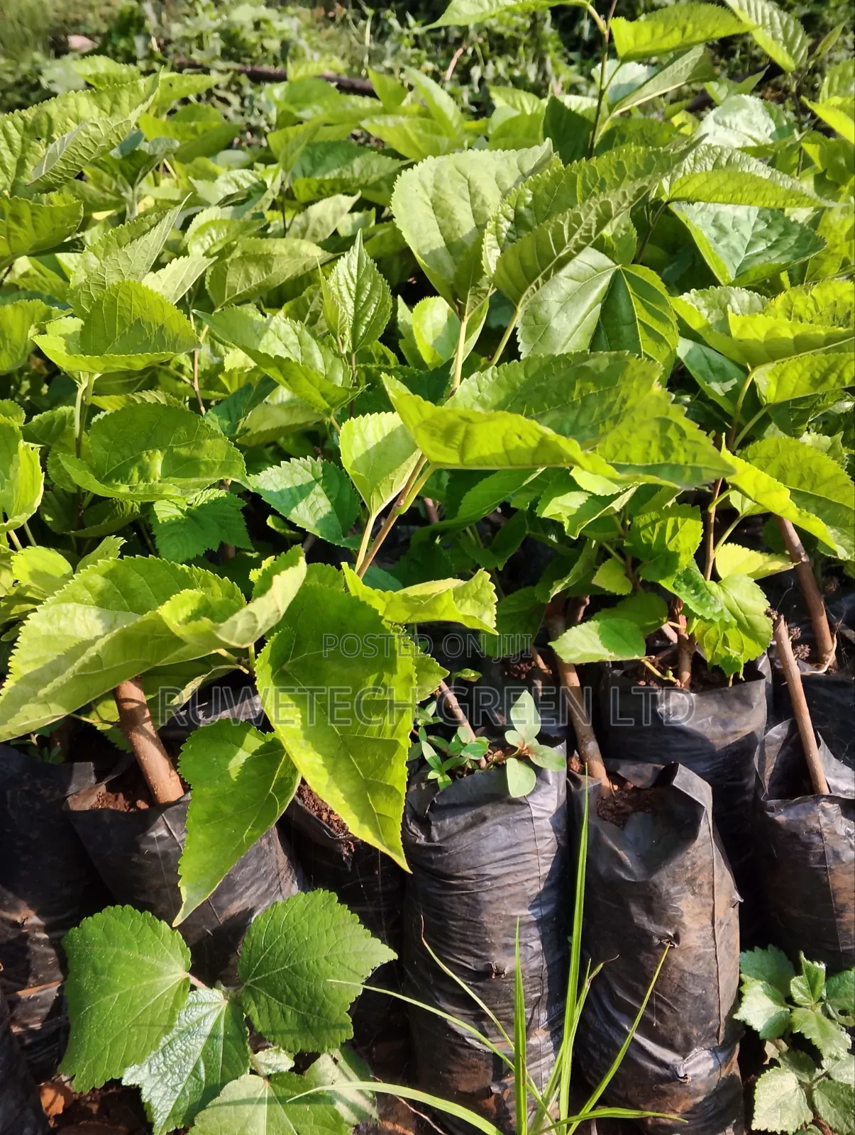 Red Mulberry Plants