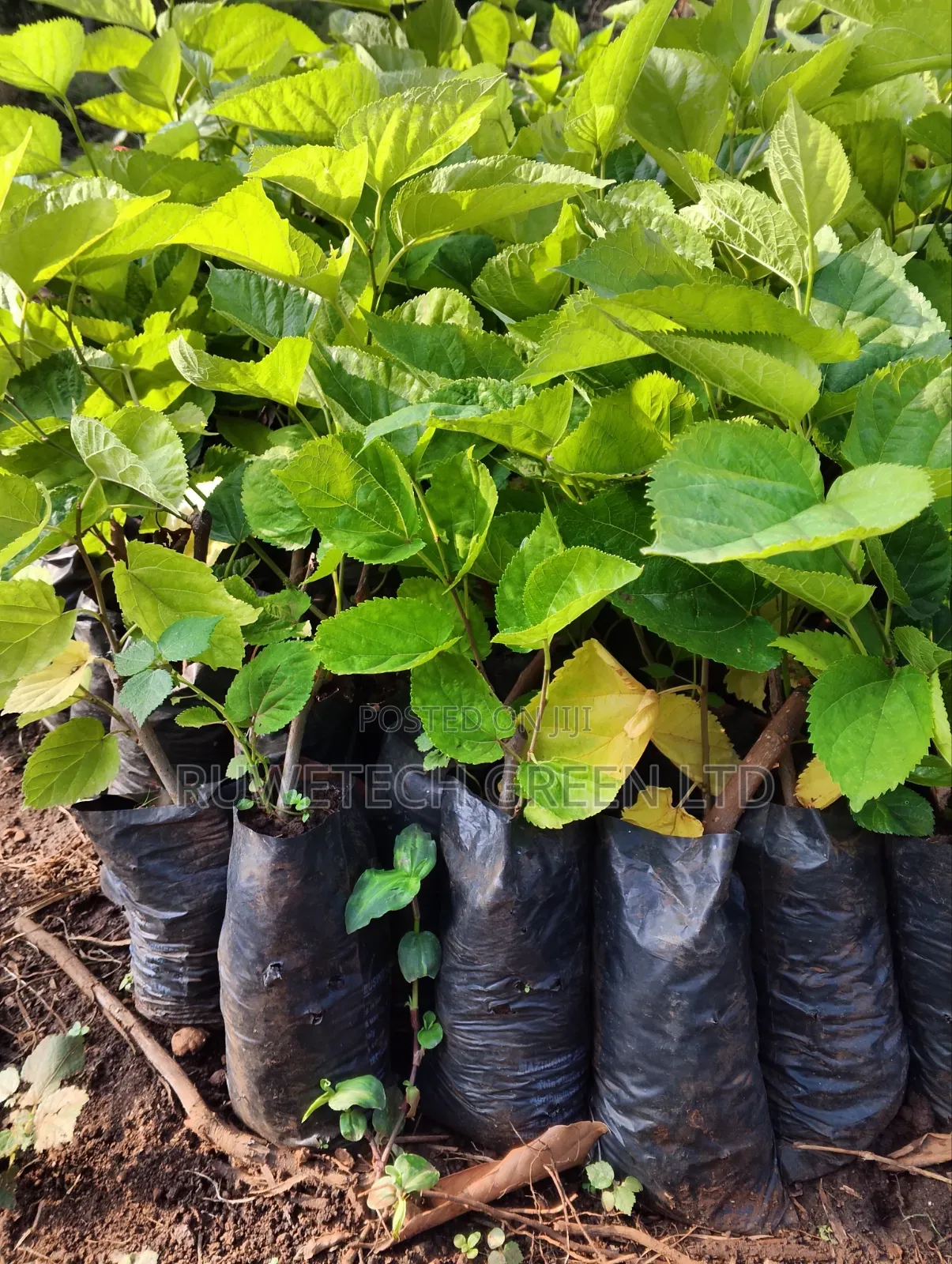Red Mulberry Plants