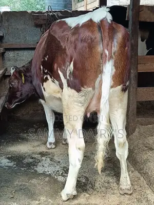 Incalve Arshire