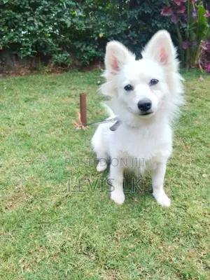 6-12 months Female Purebred Japanese Spitz