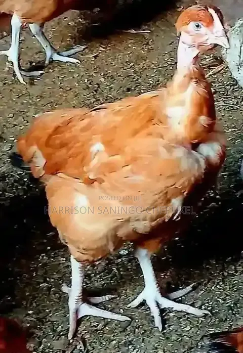 Chicken for Sell