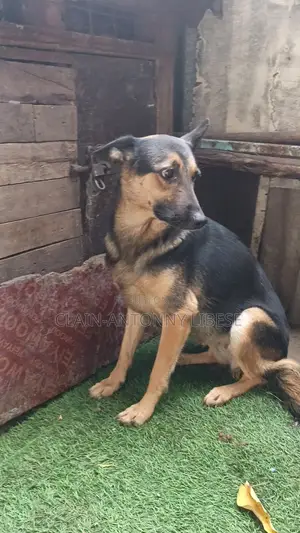 1+ year Female Purebred German Shepherd