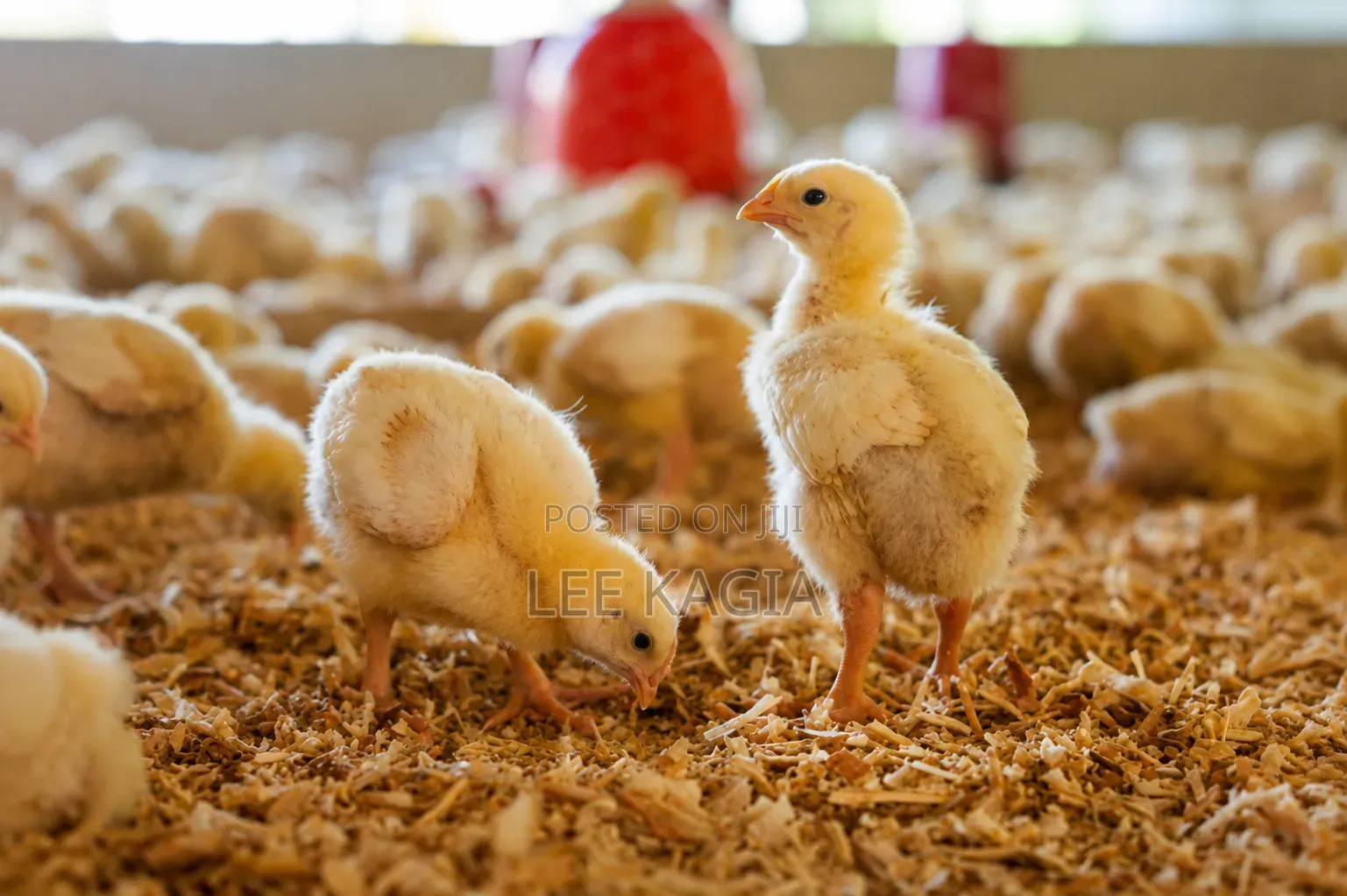 Day Old Chicks