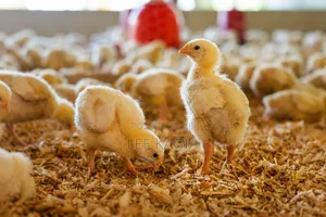 Day Old Chicks