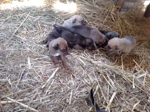 0-1 month Male Mixed Breed German Shepherd