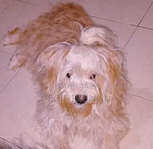 1+ year Male Purebred Havanese