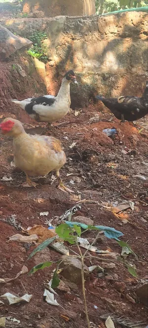 Selling Good Ducks