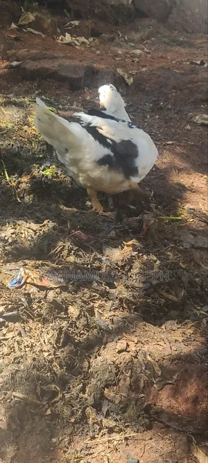 Selling Good Ducks