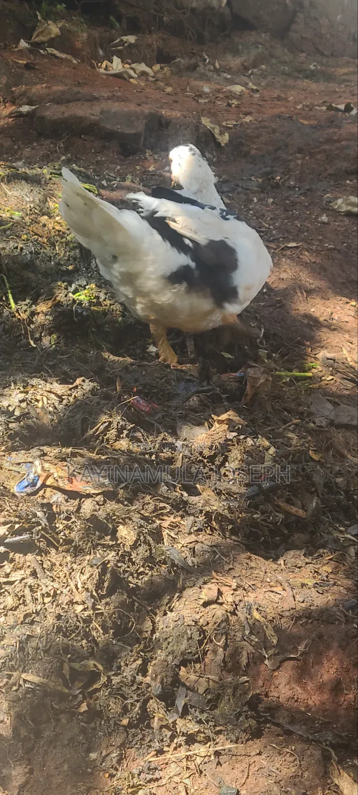 Selling Good Ducks