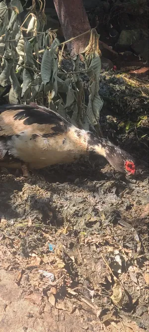 Selling Good Ducks