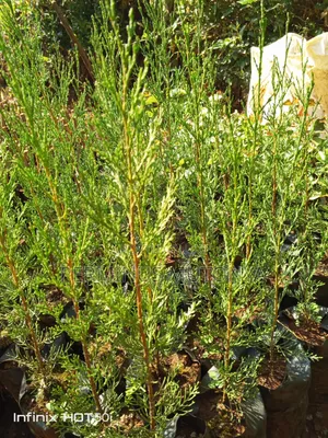 Italian Cypress Seedlings