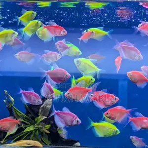 Glo Tetras