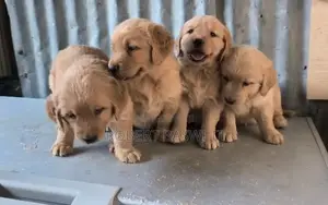 1-3 months Male Purebred Golden Retriever