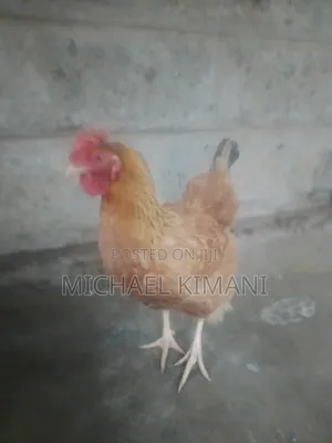 Improved Kienyeji