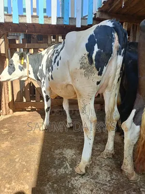 QualityFryshian Pedigree Dairy' Cows