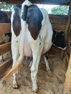 QualityFryshian Pedigree Dairy' Cows