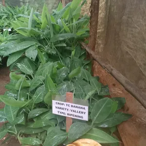 Valley Banana Seedlings (Tissue Culture Generated)