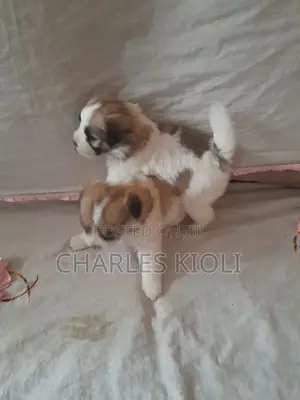 1-3 months Female Purebred Havanese