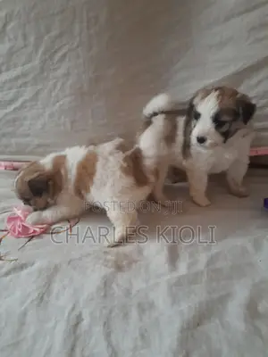 1-3 months Female Purebred Havanese