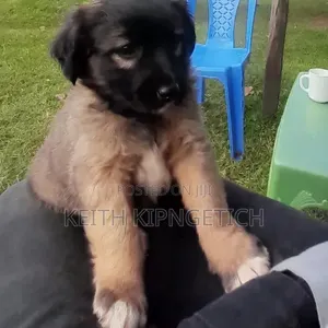 1-3 months Female Mixed Breed Caucasian Shepherd