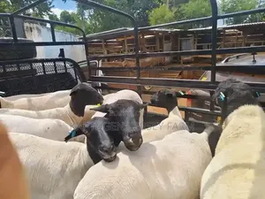 Dorper Sheep
