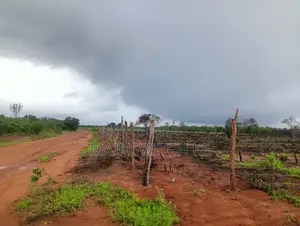 10 Acres for Sale With Numbers Waiting for Tittle Deed