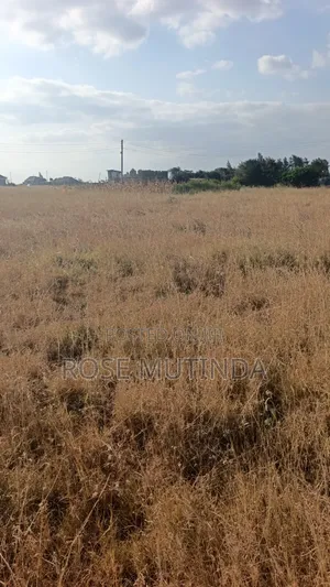50 by 82 at Kadafu