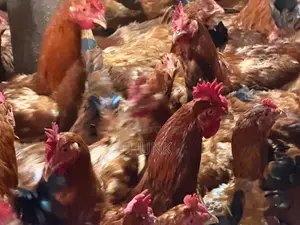 Improved Kienyeji Chicken