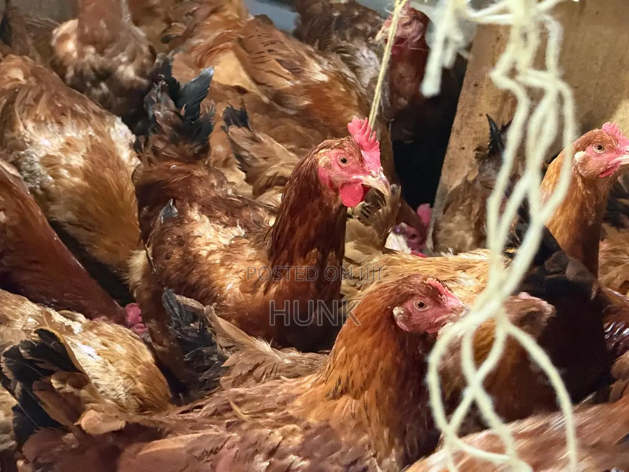 Improved Kienyeji Chicken
